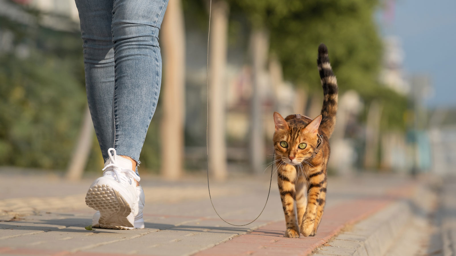 Annie and her Cat on leash