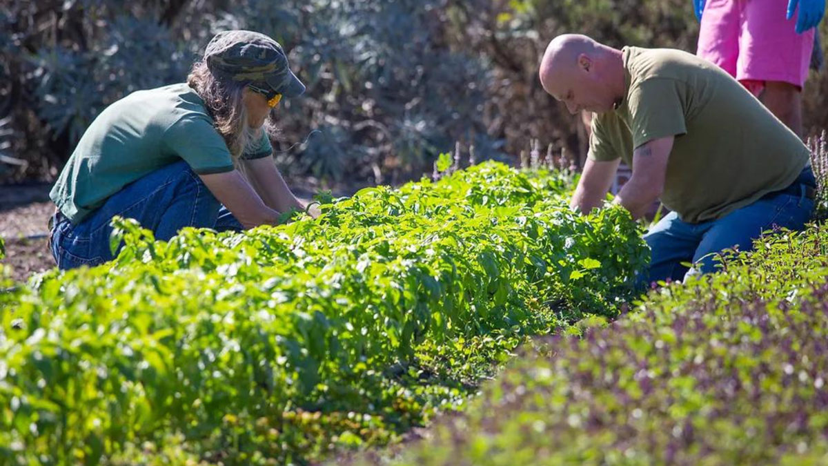 Two people gardening.